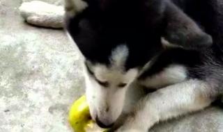 幼犬可以吃地瓜吗 狗可以吃地瓜吗